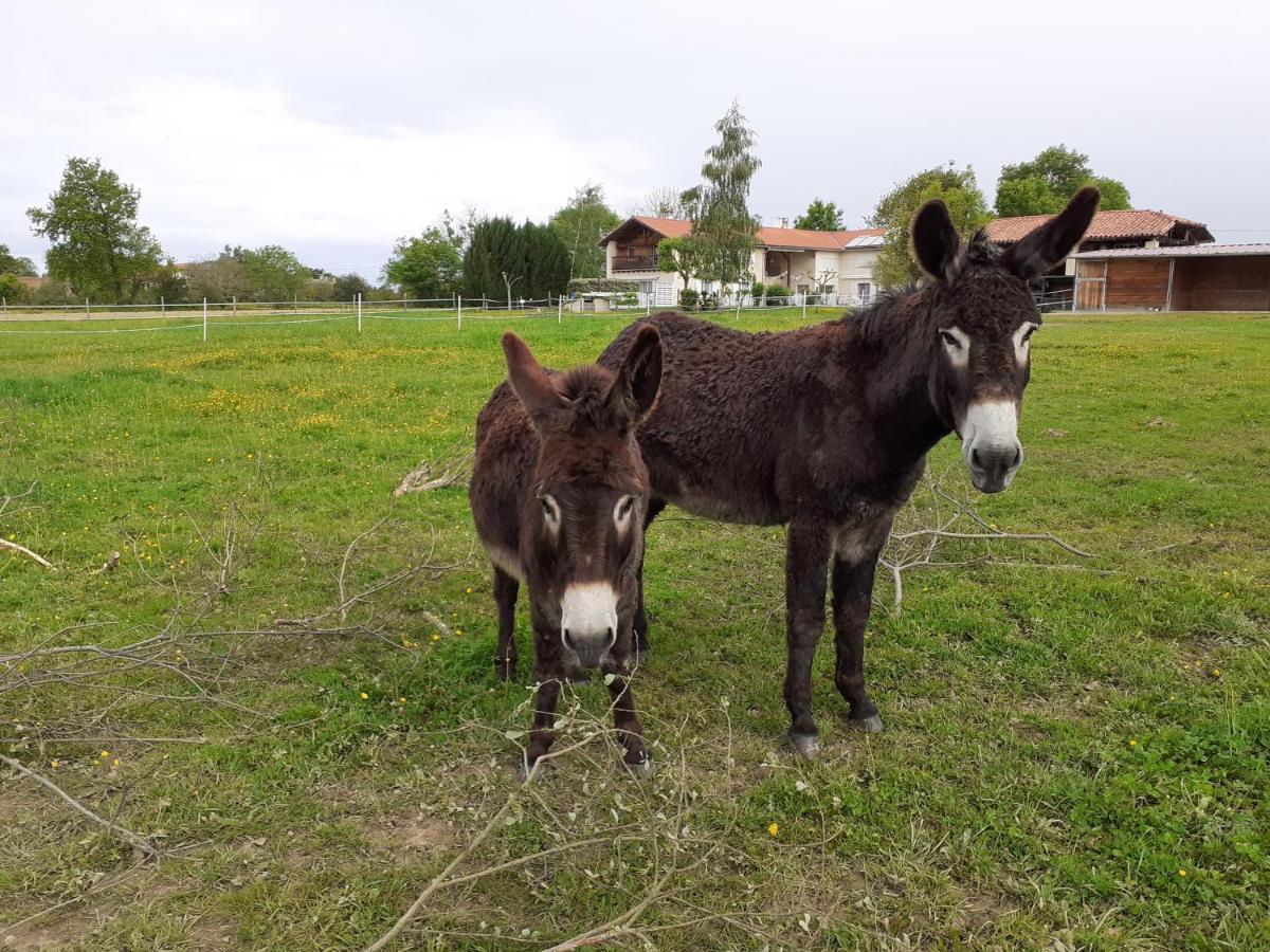 Gite En Comminges Franquevielle Zewnętrze zdjęcie